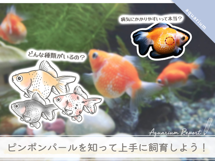 ピンポンパールってどんな金魚 飼育方法 値段 混泳は可能 懐く Tokyosimplelife