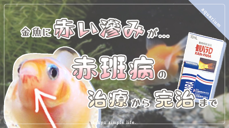 ピンポンパール 金魚 に赤い滲みが 赤斑病の治療から完治まで Tokyosimplelife