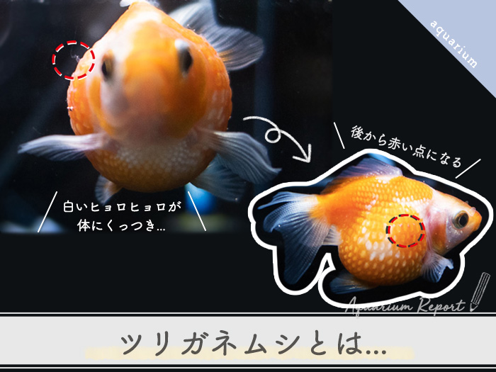 金魚の赤い点と白い点の原因はツリガネムシだった 治療から完治まで Tokyosimplelife