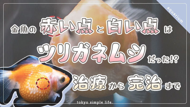 金魚の赤い点と白い点の原因はツリガネムシだった 治療から完治まで Tokyosimplelife